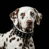 "Boston" collar