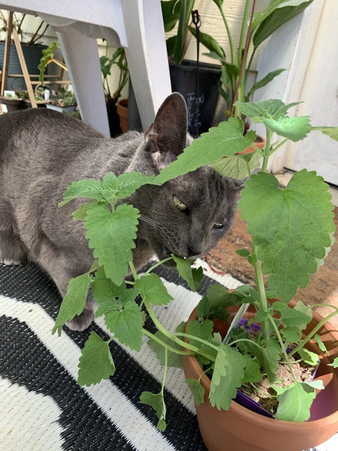 Catnip Seeds - 100 Non-GMO Organic CATMINT Herb - Medicinal Catswort - Nepeta cataria
